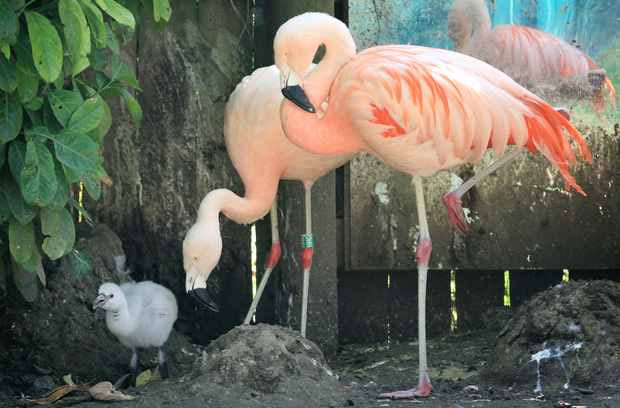 Picture 1 of Flamingos love more with classical music
