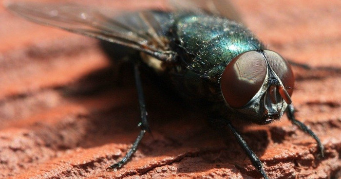 Picture 1 of Flies and fleas are also conscious and unique