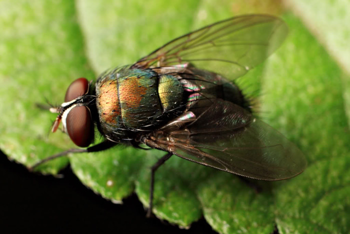 Picture 2 of Flies and fleas are also conscious and unique