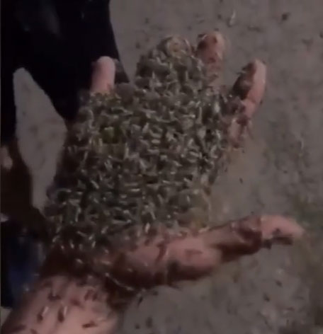 Picture 1 of Flies attack Russian city like apocalypse