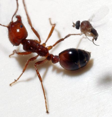 Picture 1 of Flies bite off fire ant heads
