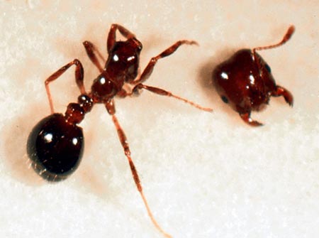 Picture 2 of Flies bite off fire ant heads