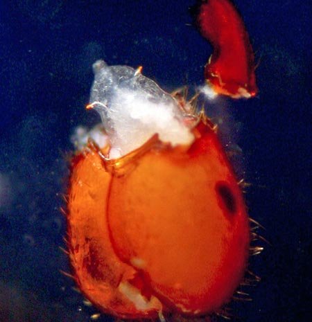 Picture 3 of Flies bite off fire ant heads