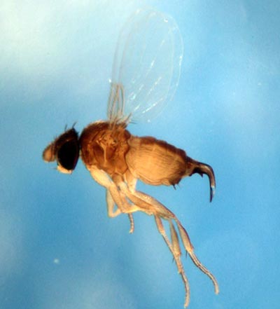 Picture 4 of Flies bite off fire ant heads
