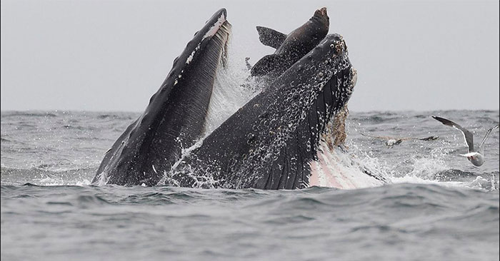 Picture 1 of Floating into the mouth of the whale, the sea lion escaped death within a short distance