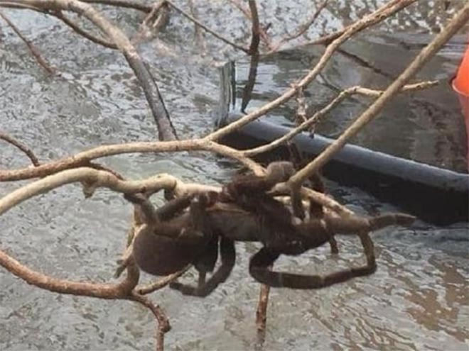 Picture 1 of Floods in Australia reveal giant spiders larger than dogs