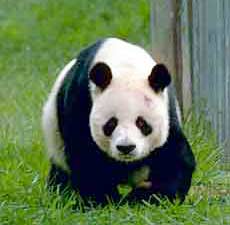 Picture 1 of Flora and fauna extinction: Alarming disasters for humans
