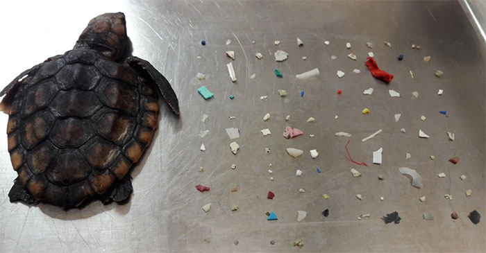 Picture 1 of Florida sea turtles died after swallowing more than 100 pieces of plastic