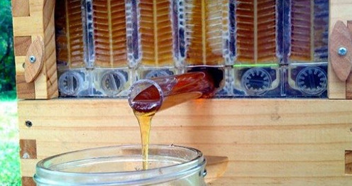 Picture 2 of Flow Hive - Automatic honey extraction system