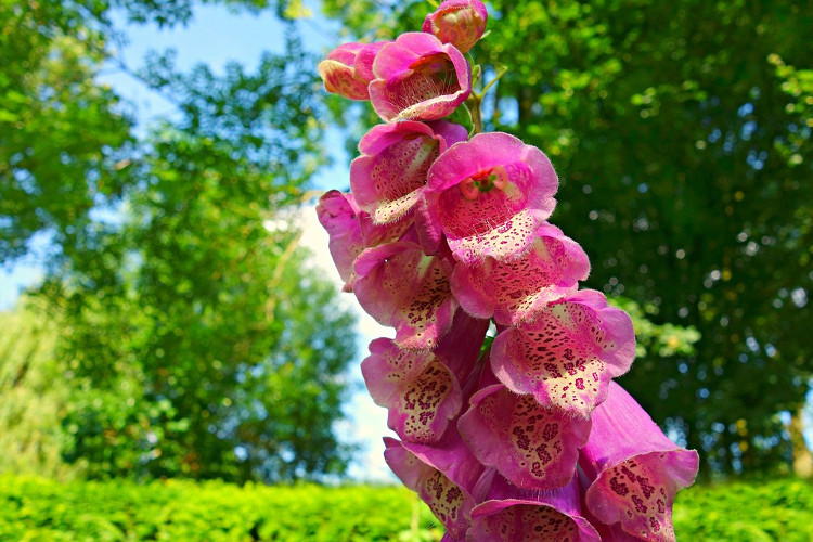 Picture 10 of Flowers are beautiful, but can kill people in a split second