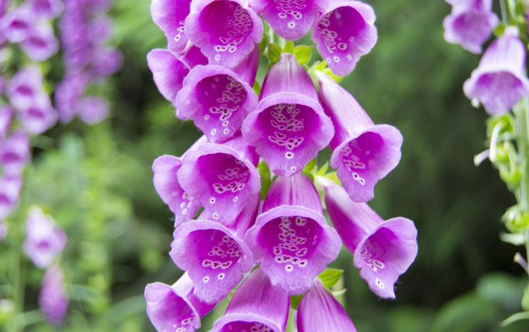 Picture 7 of Flowers are beautiful, but can kill people in a split second