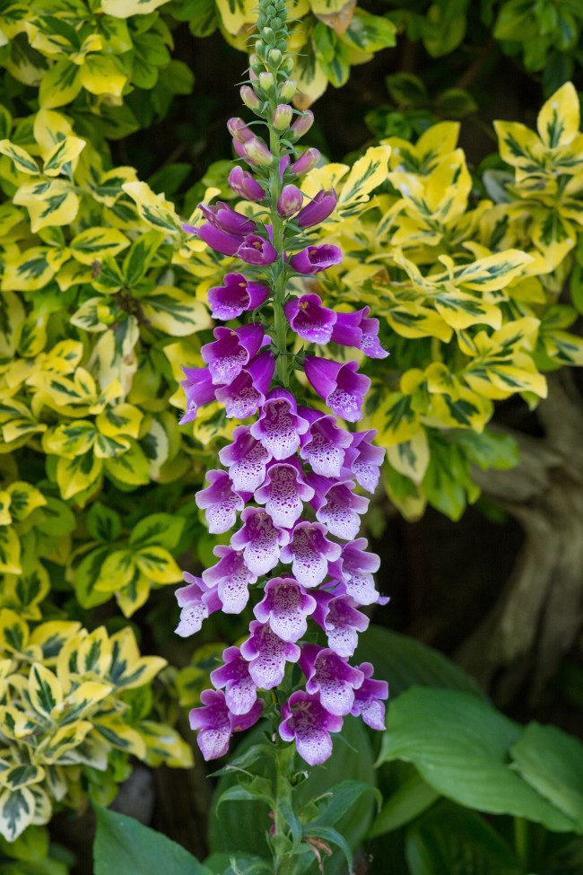 Picture 8 of Flowers are beautiful, but can kill people in a split second