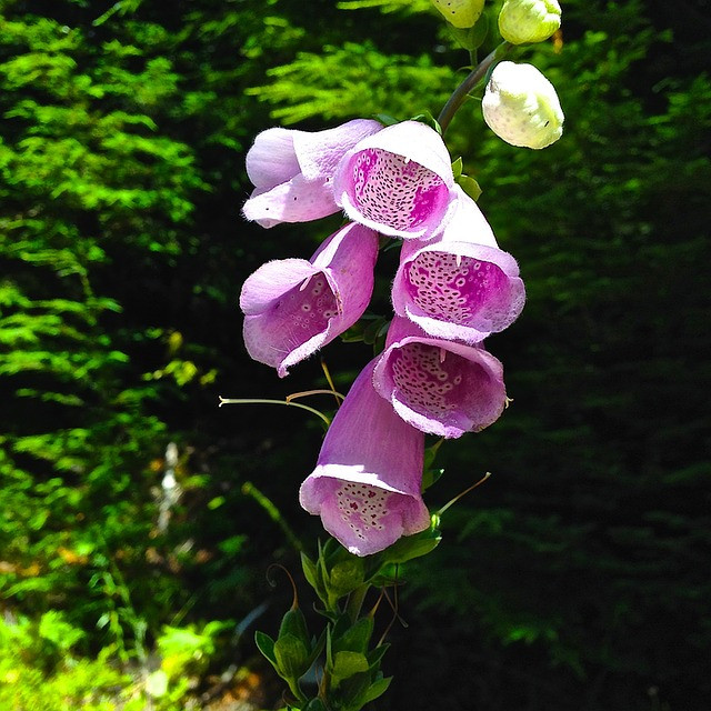 Picture 9 of Flowers are beautiful, but can kill people in a split second