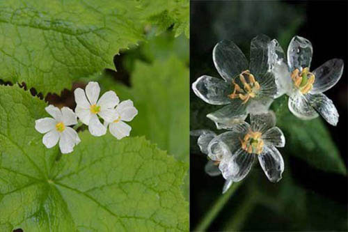 Picture 1 of Flowers are transparent when it rains