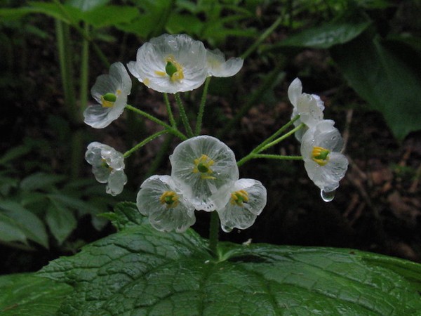 Picture 10 of Flowers are transparent when it rains