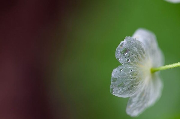 Picture 11 of Flowers are transparent when it rains