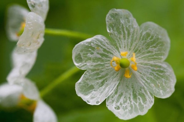 Picture 2 of Flowers are transparent when it rains