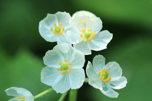 Picture 3 of Flowers are transparent when it rains