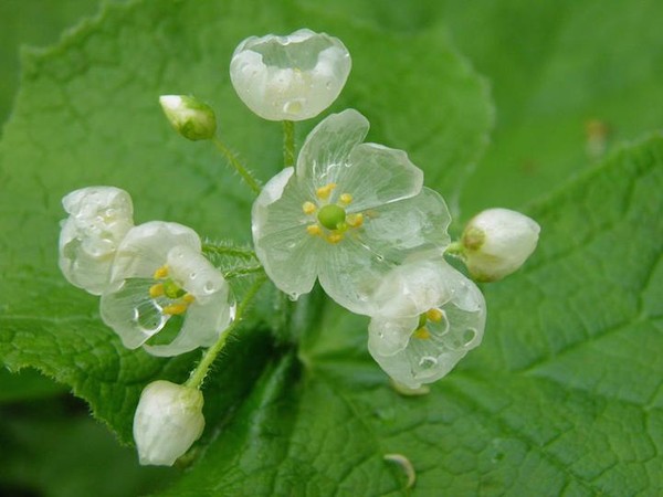 Picture 4 of Flowers are transparent when it rains