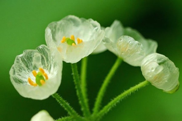 Picture 5 of Flowers are transparent when it rains