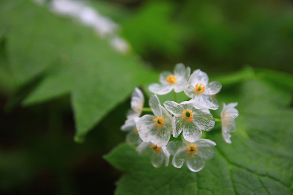 Picture 6 of Flowers are transparent when it rains
