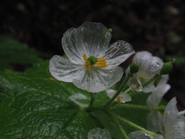 Picture 7 of Flowers are transparent when it rains