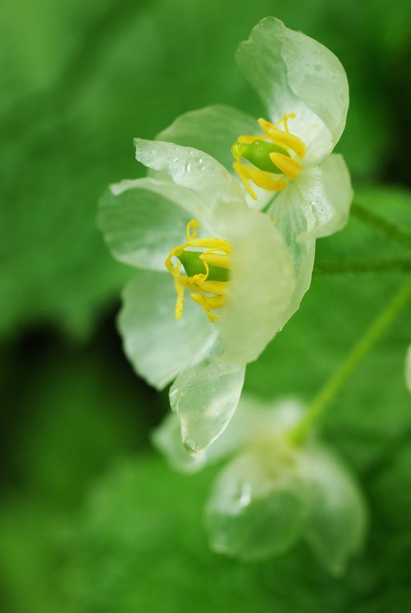 Picture 8 of Flowers are transparent when it rains