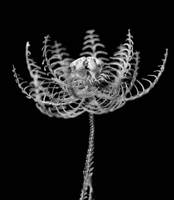 Picture 8 of Flowers made from animal bones