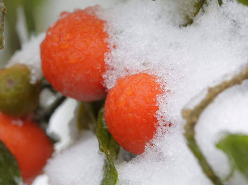 Picture 10 of Flowers 'suck' snow in Sapa are as beautiful as in Wonderland