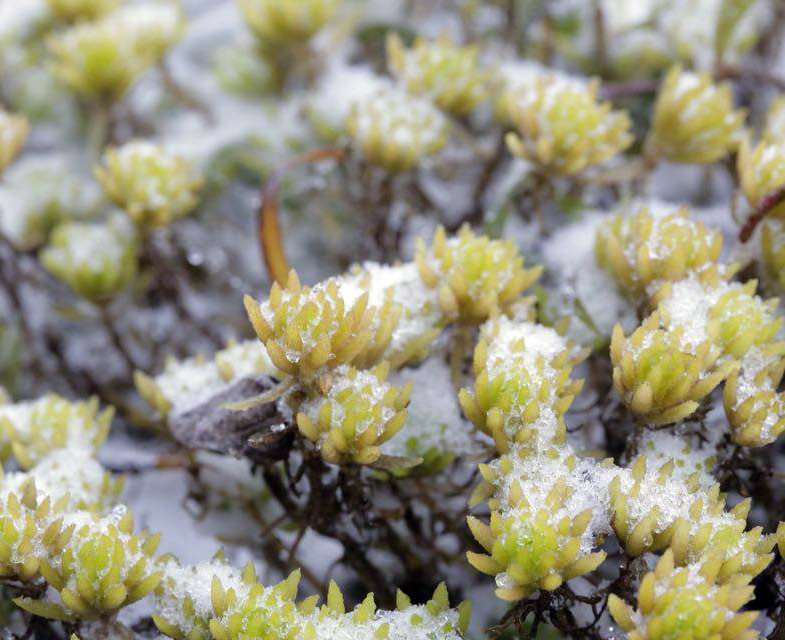 Picture 11 of Flowers 'suck' snow in Sapa are as beautiful as in Wonderland