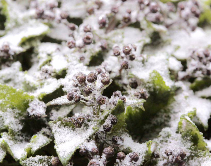 Picture 12 of Flowers 'suck' snow in Sapa are as beautiful as in Wonderland