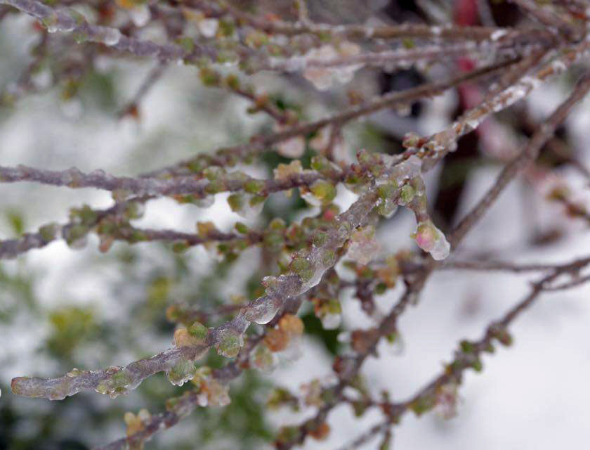Picture 13 of Flowers 'suck' snow in Sapa are as beautiful as in Wonderland
