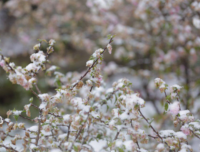 Picture 14 of Flowers 'suck' snow in Sapa are as beautiful as in Wonderland