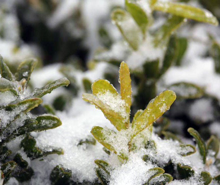 Picture 15 of Flowers 'suck' snow in Sapa are as beautiful as in Wonderland