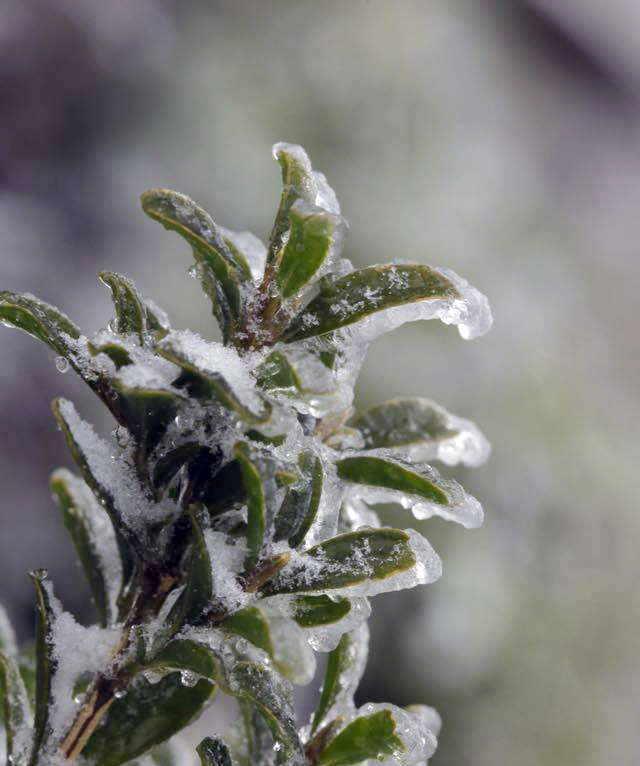 Picture 16 of Flowers 'suck' snow in Sapa are as beautiful as in Wonderland