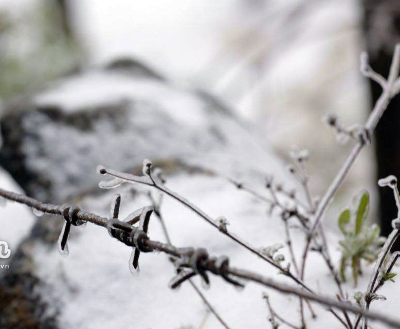 Picture 17 of Flowers 'suck' snow in Sapa are as beautiful as in Wonderland