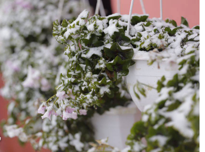 Picture 9 of Flowers 'suck' snow in Sapa are as beautiful as in Wonderland