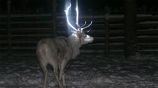 Picture 1 of Fluorescent paint on reindeer antlers to prevent accidents