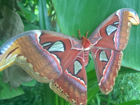 Picture 1 of Fluttering because of dozens of butterflies