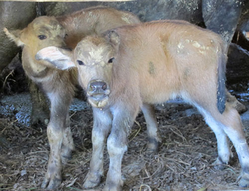 Picture 2 of Fluttering mother buffalo born 2 children