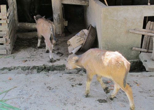 Picture 3 of Fluttering mother buffalo born 2 children