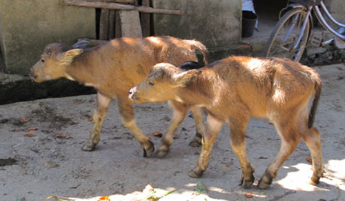 Picture 4 of Fluttering mother buffalo born 2 children