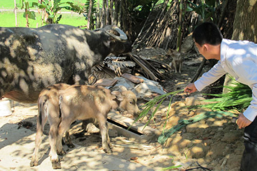 Picture 5 of Fluttering mother buffalo born 2 children