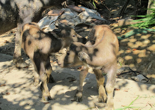 Picture 6 of Fluttering mother buffalo born 2 children