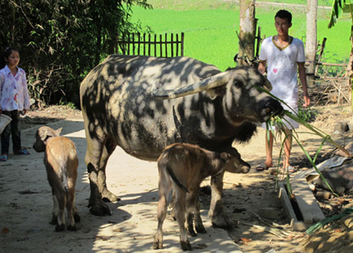Picture 7 of Fluttering mother buffalo born 2 children