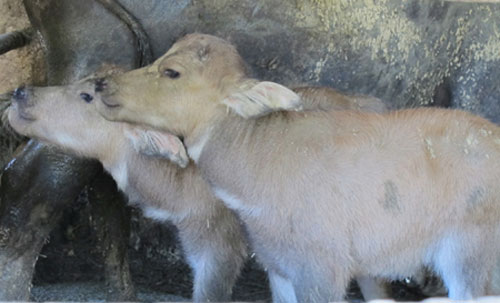 Picture 8 of Fluttering mother buffalo born 2 children