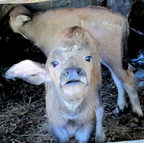 Picture 9 of Fluttering mother buffalo born 2 children