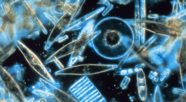 Picture 2 of Fluttering of living microorganisms in ISS comet dust