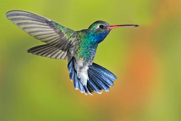 Picture 3 of Flying and mysteries still unknown
