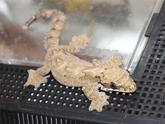 Picture 10 of Flying and stealth geckos of Vietnam
